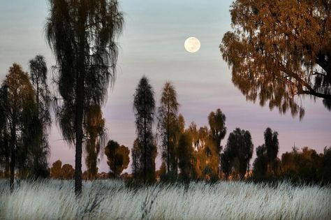 Australia - Amy Toensing (@amytoensing) on Instagram: “The moon sets behind desert oak trees growing in the Uluru-Kata Tjuta National Park in the Northern…” Vintage Nat Geo, Nat Geo Magazine, National Geographic Archives, National Geographic Photographers, New Year Pictures, Moon Setting, Aboriginal People, National Geographic Magazine, Oak Trees