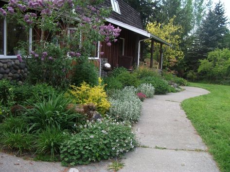 Pacific Northwest Landscaping, Entry Courtyard, Pacific Northwest Garden, Northwest Garden, Covered Entry, Northwest Landscaping, Rain Gardens, Tulips Garden, Rain Garden