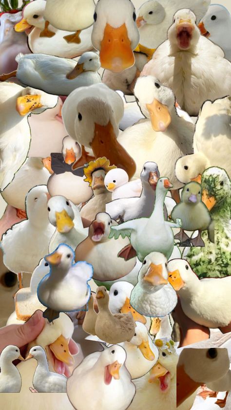 just add more ducks😛🪿 Duck Memes, Cute Backgrounds For Iphone, Duck Wallpaper, Pet Ducks, Cute Ducklings, Funny Duck, Cute Small Animals, Funny Animal Photos, Goofy Pictures