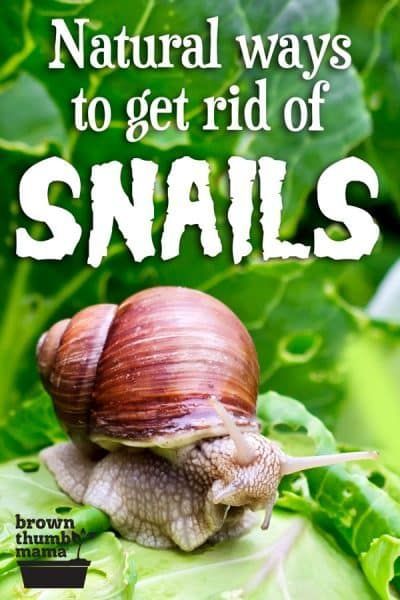 How To Get Rid Of Snails And Slugs, Getting Rid Of Earwigs, Strawberry Beds, Vegetable Harvest, Snails In Garden, Organic Vegetable Garden, Garden Pests, Planting Vegetables, Growing Herbs