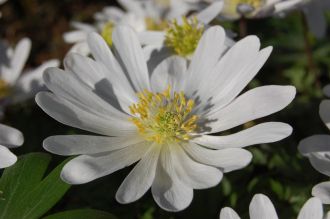 Anemone blanda 'White Splendour' Flower (16/03/2014, Kew Gardens, London) Anemone Blanda, Kew Gardens London, Kew Gardens, Landscape Architect, Anemone, Landscape Architecture, Shades Of Blue, Perennials, Written By