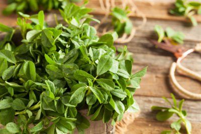 Fenugreek Leaves, Ancient Egyptians, Fenugreek Seeds, Cool Ideas, Stevia, Plant Care, Seeds, Herbs, Plants