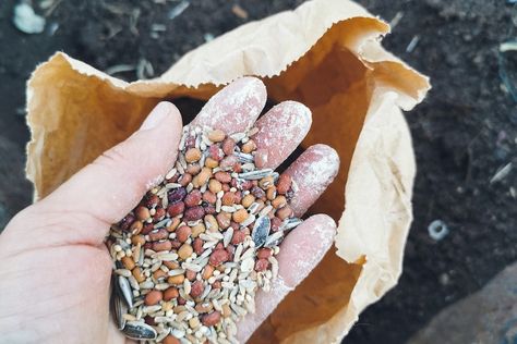 How I transformed my veggie garden with 'green manure', starting with a $5 packet of seeds - ABC Everyday Permaculture Food Forest, Green Manure, Food Forest Garden, Growing Greens, Permaculture Gardening, Fava Beans, Seed Germination, Edible Landscaping, Food Forest