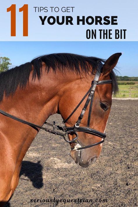 Flatwork Exercises For Horses, Flatwork Exercises Horses, Jumping Exercises For Horses, Horse Riding Exercises, Horse Jobs, Equestrian Jumping Exercises, Ground Work For Horses, Equine Exercises, English Horseback Riding