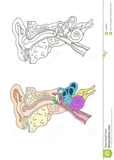 Photo about Realistic illustration of the human ear canal with all accurate details . Line drawing and color drawing is great for educational purposes. Illustration of accurate, school, audio - 14000981 Ear Anatomy Drawing Medical, Ears Anatomy Drawing, Biology Drawing, Ear Anatomy, How To Draw Ears, Art Teacher Resources, Medical Stickers, Realistic Illustration, Ear Canal