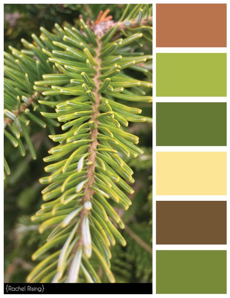 Pine 3 Color Schemes Brown Brick Exterior, Exterior Paint Combinations, Color Thesaurus, Siding Colors For Houses, Quilt Colors, Brown Paint Colors, Green Exterior, Colour Pallets, Paint Combinations