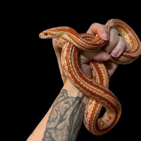 Extreme Reverse Okeetee Tessera Corn Snakes by The Quirky Soul - MorphMarket Cornsnake Morphs, Okeetee Corn Snake, Snake Friends, Snake Pets, Snake Morphs, Snake Pet, Corn Snakes, Pet Snakes, Danger Noodles