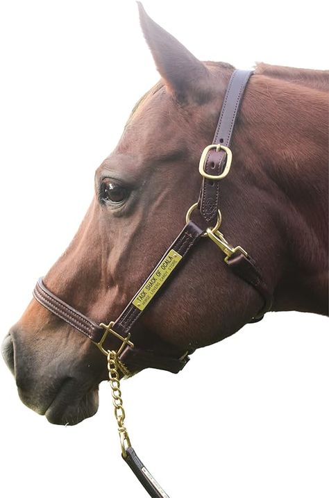 Halter For Horses, Equestrian Chic Decor, Leather Horse Halter, Engraved Name Plates, Horse Brown, Horse Halter, Equestrian Chic, Palomino Horse, Engraved Plates