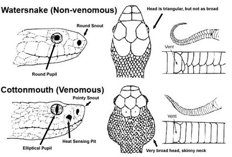 How To Identify Dangerous Snakes from Safe Ones - Is the Snake Venomous? Types Of Snakes, Poisonous Snakes, Rattle Snake, Venomous Snakes, Snake Bite, Snake Venom, Bushcraft Camping, Lily White, Emergency Prepping