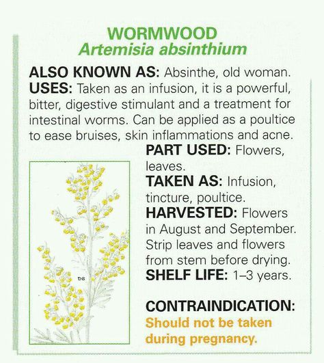 Worm Wood Herb Benefits, Wormwood Benefits, Living Holistically, Poison Path, Astral Energy, Botanical Medicine, Herb Magic, Magical Flowers, Herbal Education