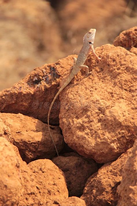 Oriental Garden Lizard in wild. Sitting on a sun lit rock Oriental Garden Lizard , #Affiliate, #Sitting, #sun, #lit, #wild, #Oriental #ad Garden Lizard, Future Landscape, Garden Insects, India Colors, Lizards, Graphics Design, Design Tutorials, Alice In Wonderland, Insects