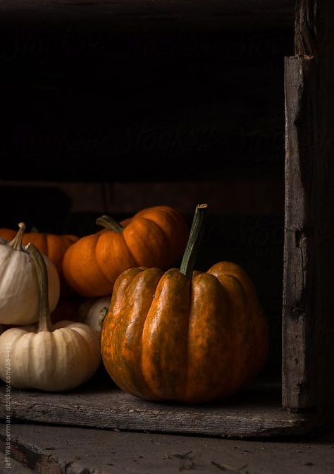 Pumpkin Photography, Witch Hazel Toner, Still Life Photos, Pumpkin Art, Foto Art, Autumn Beauty, Autumn Cozy, Stock Photography Free, Autumn Aesthetic