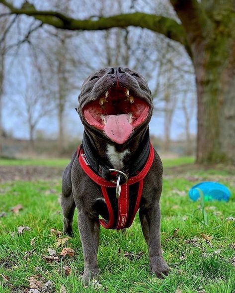 Stafford Bull Terrier, Staffie Dog, Cute Pitbulls, American Bull, Nanny Dog, Giant Dogs, Bull Terriers, Pitbull Lover, Staffordshire Bull Terrier