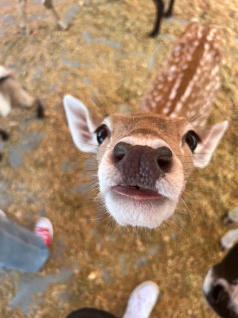 Funny Deer, Deer Photos, Deer Pictures, Animals Funny, Pretty Animals, Oh Deer, Whitetail Deer, Silly Animals, Baby Deer