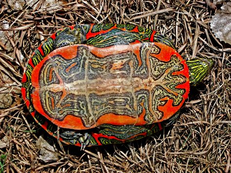 Western Painted Turtle Eastern Painted Turtle, Western Painted Turtle, Turtles For Sale, Turtle Species, Turtle Facts, Colorful Turtle, Painted Turtle, Turtle Images, Turtle Habitat