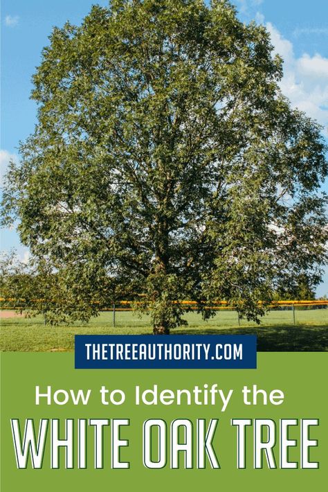 Oak Tree Identification Chart, Landscaping Under Oak Trees, Keystone Plants, Bark Identification, Tree Identification Chart, Tree Bark Identification, Maple Tree Bark, Wood Identification, How To Identify Trees