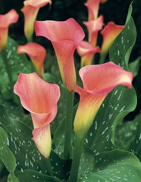 Lilly Plants, Calla Lily Bulbs, Gardening Containers, Garden Walkways, Lily Care, Urban Gardening Ideas, Longfield Gardens, Calla Lily Flowers, Lily Bulbs