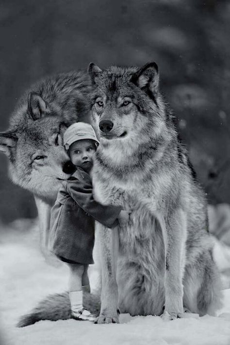 Robin Isley, Robin Isely, Pina Bausch, Dark Things, Wolf Hybrid, Wolves And Women, Wolf Photos, Wolf Spirit Animal, Wolf Love