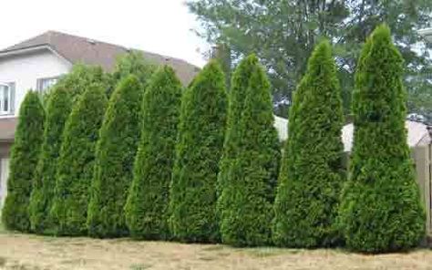 Emerald Cedars: Not Always the Greenest Choice | CLC Tree Services Fast Growing Trees For Privacy, Emerald Cedar, Trees For Privacy, Green Giant Arborvitae, Thuja Green Giant, Giant Arborvitae, Arborvitae Tree, Growing Gardens, Green Giant