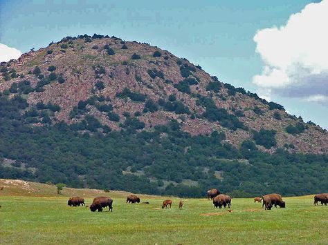 Mountain Scott in Oklahoma... I climbed up this mountain as a kid and was proposed to as an adult. Oklahoma Attractions, Okie Girl, Fort Sill, Wichita Mountains, Oklahoma Travel, Oklahoma History, Travel Oklahoma, Green Field, Southern Girl