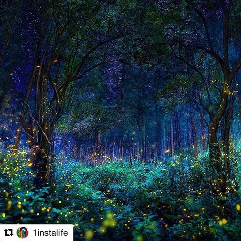 The Magic of the Natural World - Firefly Forest. Have you ever seen them? They create such wonder and beauty with their nighttime dance.  #firefly #fireflies #forests #mystical #connectedspirit #forestlovers #psychodelic #spiritualbeing #mystical #soul #s Zhangjiajie, Socotra, Amazing Places On Earth, Kunst Inspiration, Night Forest, Magical Forest, 판타지 아트, Enchanted Forest, Fantasy Landscape