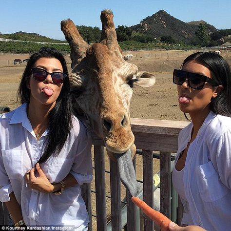 Some neck: Kourtney and Kim Kardashian posed for tongue-tastic snap with giraffe during safari on Sunday Malibu Wine Safari, Kim And Kourtney, Kim Kardashian West, Jenner Sisters, Kourtney Kardashian, Exotic Pets, Zebras, Picture Ideas, Kim Kardashian