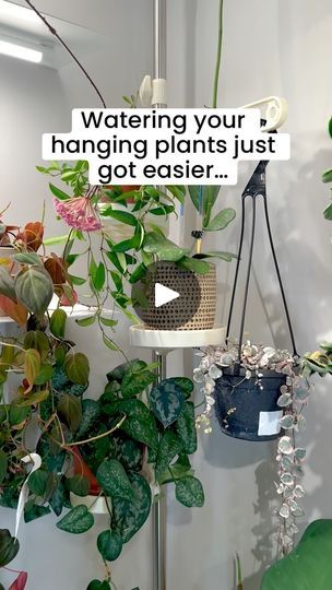 2K views · 232 reactions | Such a life saver🙌🏻  Watering hanging plants is such an annoyinggggg task but I’ve been loving this hanging drip tray! No more climbing on chairs to take my plants down to water!   Fun news! They’re on sale through 8/25! Comment “drip” for the link and discount code! Or you can shop directly on the @channygrayhome website and use code “birthday” 🥳  Have you tried hanging drip trays before?🌱  #houseplants #plantcare #planttips #plantstyling #plantchores #plantwatering #plantroom | Karlie G. | ianasher · Original audio Plant Drip Tray Diy, Water Hanging Plants, Easy Care Houseplants, Plant Pot Diy, Keep Alive, Indoor Flowers, Room With Plants, Drip Tray, Diy Plants