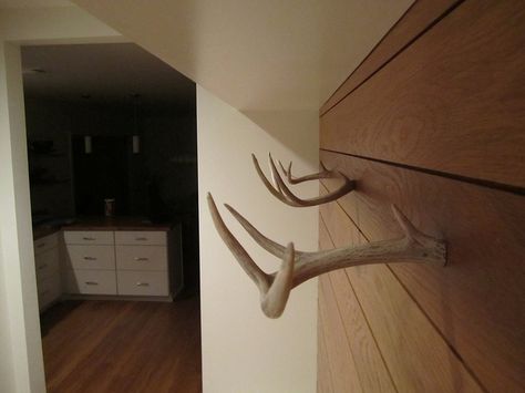 Mudroom Deer Antler 'Hooks' by fiddlefishtrent, via Flickr White Oak Shiplap, Oak Shiplap, Antler Hooks, Diy Antler, Small Deer, Deer Antler, Deer Antlers, White Oak, Antlers