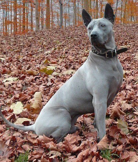 Mexican Hairless Dog, Thai Ridgeback, Ridgeback Dog, Rare Dogs, Rare Dog Breeds, Hairless Dog, Staffordshire Bull Terrier, American Bully, Cane Corso