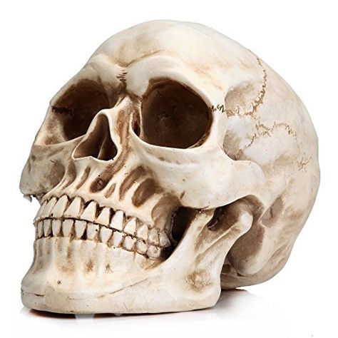 Life Size Skull, Bone Model, Halloween Fireplace, Skull Model, Skull Statue, Skeleton Head, Skull Decor, Gothic Halloween, Human Skull