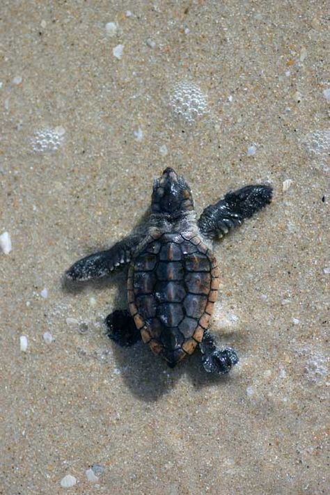 loggerhead sea turtle hatchling - Google Search Sea Turtle Nest, Turtle Hatching, Sea Turtle Pictures, Loggerhead Turtle, Turtle Wallpaper, Loggerhead Sea Turtle, Marine Turtle, Baby Sea Turtles, Baby Sea Turtle