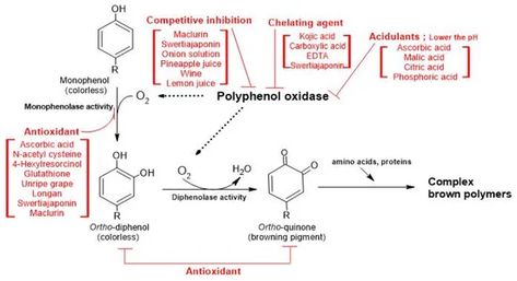 Molecules | Free Full-Text | Recent Trends in Controlling the Enzymatic Browning of Fruit and Vegetable Products Maillard Reaction, Chemical Compounds, Oxalic Acid, Carboxylic Acid, The Mechanisms, Food Ingredients, Grape Juice, Pastry Dough, Kojic Acid