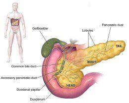 Pancreatitis - Living with Pancreatitis Bile Acid Malabsorption, Pancreas Health, Bile Salts, Human Digestive System, Human Body Facts, Sistem Pencernaan, Endocrine System, Natural Treatments, Digestive System