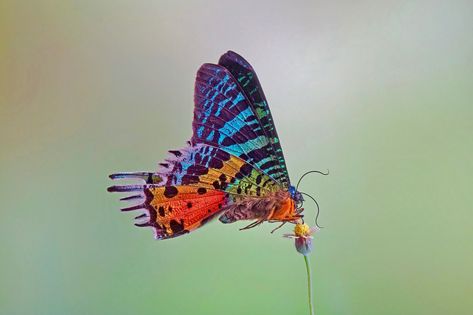 Madagascar Sunset Moth, Colorful Moths, Sunset Moth, Optical Phenomena, Types Of Colours, Plant Species, Latest Images, Metallic Colors, Madagascar