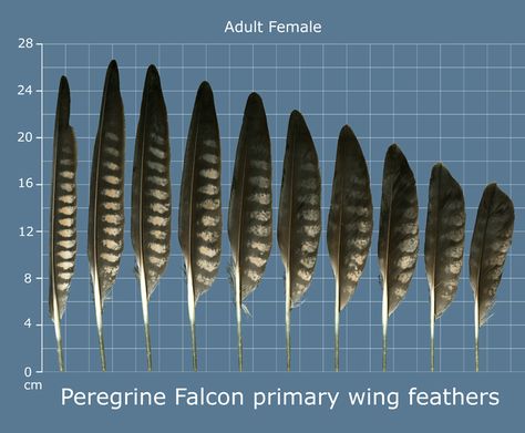 feather Falcon Feather Tattoo, Bird Of Prey Tattoo, Feather Identification, Falcon Feather, Blue Falcon, Hawk Feather, Common Buzzard, Tattoo 2017, Wing Tattoo Men