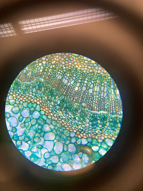 Cells Aesthetic Biology, Microscopy Aesthetic, Bacteria Photography, Bacteria Textiles, Bacteria Aesthetic, Histology Drawings, Microscope Aesthetic, Biotechnology Aesthetic, Microbiology Aesthetic