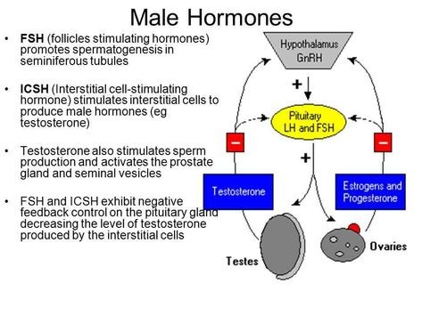 2.a. Male hormones Follicle Stimulating Hormone, Medical School Motivation, Reproductive System, Medical Knowledge, School Motivation, Medical School, Skin Care Acne, 2 A, Self Improvement