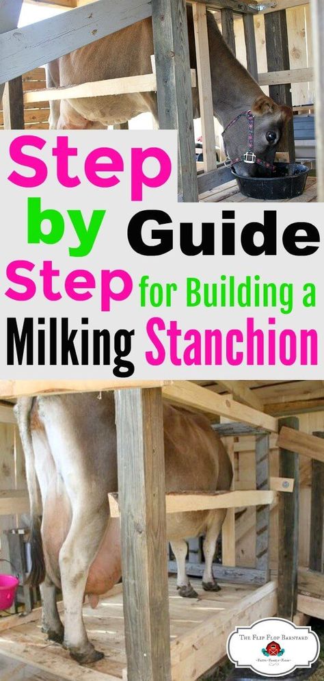 How To Build An Elevated Milking Stanchion. DIY homemade cow milking stanchion. This is a raised milk stand but can be built straight on the ground as well. via @BarnyardJen Milk Stanchion Cows, Milk Cow Stanchion, Diy Cow Milking Stanchion, Diy Milk Stand For Goats, Milking Stanchion Cows, Mini Jersey Milk Cow, Diy Cow Shelter, Cow Stanchion Ideas, Cow Shelter Ideas