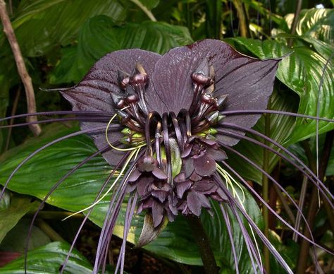 Tacca chantrieri Bat Flower Cats Whiskers Devil Flower | Etsy Bat Plant, Bat Flower, Orchid Seeds, Goth Garden, Gothic Garden, Unusual Plants, Unusual Flowers, Starter Plants, Orchid Plants