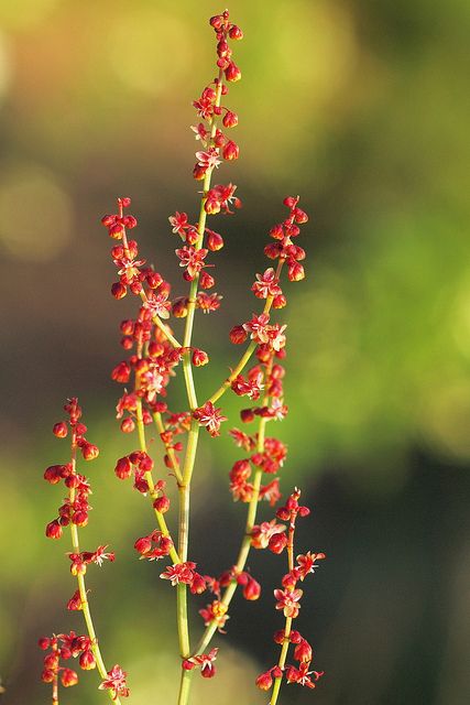 Rumex acetosella (48°04' N 16°39' E) by HermannFalkner/sokol Rumex Flower Tattoo, Spiderwort Tattoo, Rumex Flower, Teuila Flower, Spiderwort Flower, Berzelia Flower, Bobinsana Flower, Bts Flower, Tattoo Bts