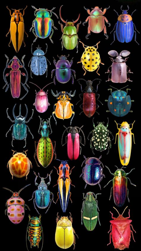 Beatles Bug, Bugs Aesthetics, Scarab Beetle Wallpaper, Bug Collage, Microscopy Art, Bug Wallpaper, Cartoon Bugs, Bug Pattern, Colorful Bugs