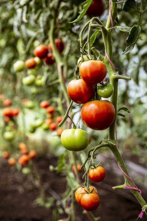 How to Plant and Grow Tomato Plants | POPSUGAR Food Basic Illustration, Tea Towel Ideas, Tomato Growers, Garden Design Ideas On A Budget, Cherry Tomato Plant, Tomato Vine, Gardening Tricks, Seed Box, Easy Plants To Grow