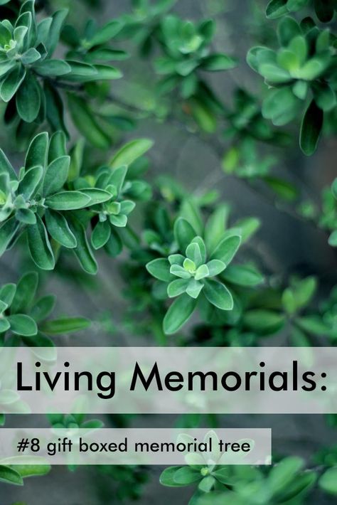 Send a gift boxed memorial tree to the family, to plant as a "Living Memorial" to honor the memory of their loved one. A beautiful memorial gift idea. Living Memorial Ideas, Memorial Tree Ideas, Memorial Plants, Memorial Tree, Sympathy Plants, Sympathy Messages, When Someone Dies, Rosemary Plant, Memorial Ideas