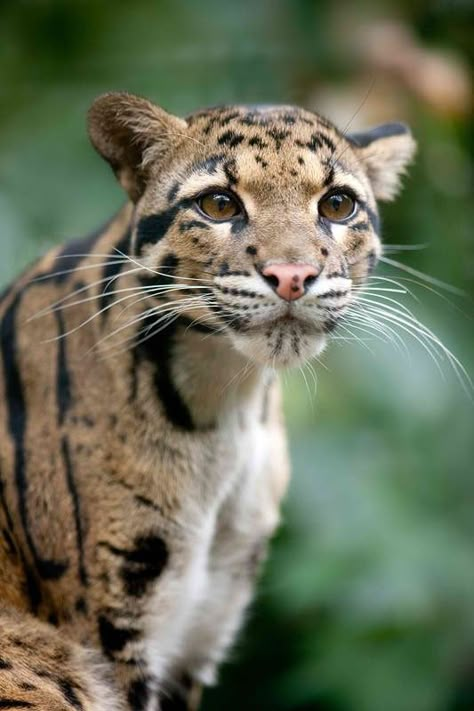 Types Of Wild Cats, Big Cats Photography, Spotted Leopard, Clouded Leopard, Exotic Cats, Leopard Cat, Rare Animals, Cat Photography, Pretty Animals