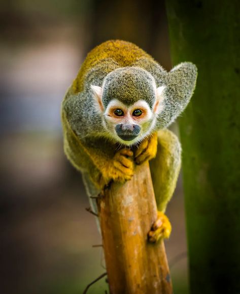 Monkey Photography, Pygmy Marmoset, Types Of Monkeys, Pink River, Squirrel Monkey, Jungle Life, Jungle Illustration, Amazing Animal Pictures, Tropical Animals