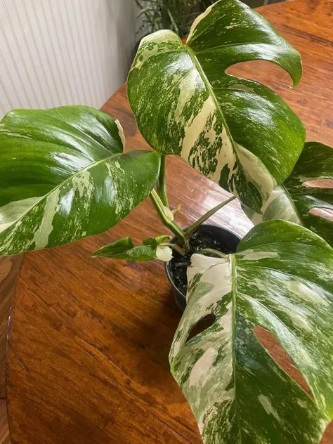 Why Are Monstera Albo So Expensive? (5 Lesser Known Reasons!) 1 Monstera Albo, Genetic Mutation, Variegated Plants, New Roots, Big Leaves, Monstera Plant, Photosynthesis, Blink Of An Eye, Own It