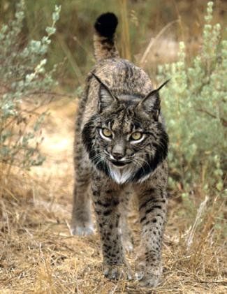 The Iberian lynx, brought back from the brink of extinction by a team of dedicated biologists in Spain Iberian Lynx, Back From The Brink, Nosara, Matka Natura, Rare Animals, Endangered Animals, Cheetahs, Animal Planet, Lynx