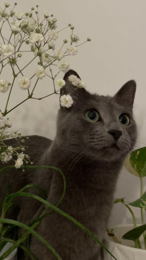 Russian Blue Cat Green Eyes, Gray Cat With Green Eyes, Gray Cat Wallpaper, Gray Cat Aesthetic, Grey Cat With Green Eyes, Genna Black, Grey Cat Aesthetic, Grey Cat Wallpaper, Grey And White Cat