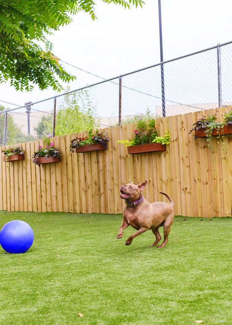 Planter Box On Fence, Dog Proof Flower Bed Ideas, Renter Friendly Dog Fence, Keep Dogs Out Of Flower Beds, Flowers On Fence, Flower Bed Fencing To Keep Dogs Out, Diy Dog Fence, Kid And Dog Friendly Back Yard, Hanging Planter Boxes