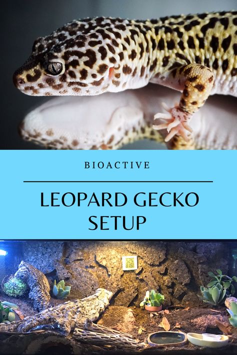 Bioactive Leopard Gecko Tank Diy, Leopard Gecko Substrate, Leopard Gecko Bioactive Tank, Bioactive Leopard Gecko Tank, Bioactive Leopard Gecko, Gecko Setup, Leopard Gecko Cage, Leopard Gecko Setup, Gecko Cage